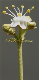  Dichasial cyme -flower with 7 stamens 